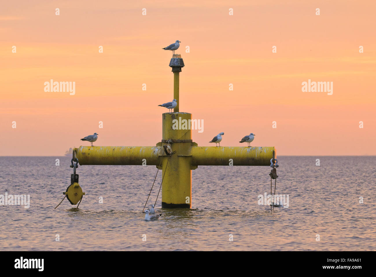 Herring Gulls, Larus argentatus on harbor hoist in the morning light Stock Photo
