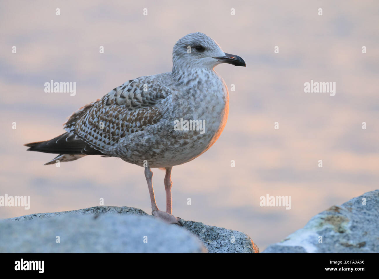 Immature herring gull hires stock photography and images Alamy