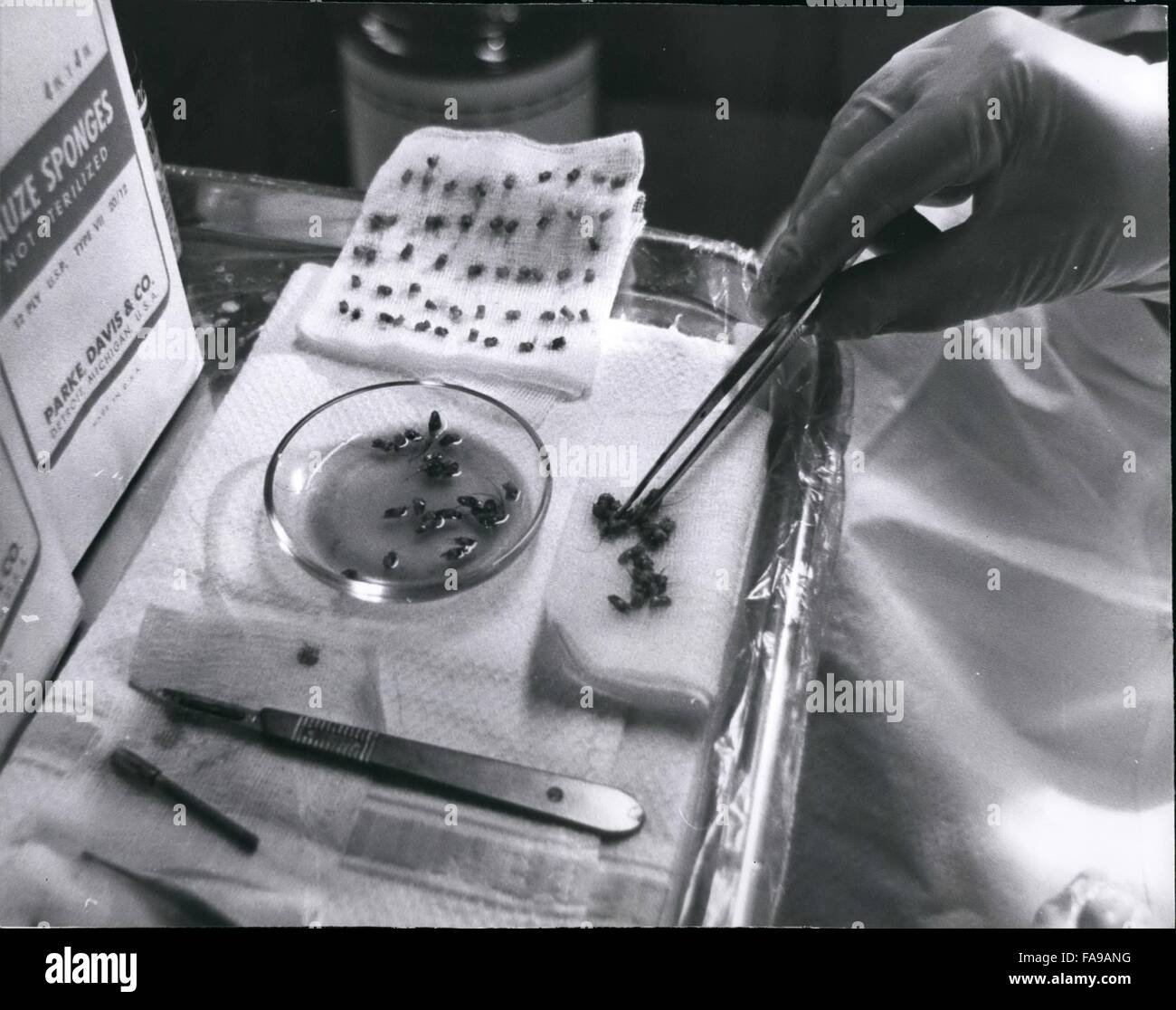 1965 Hair Transplant Procedure Hair plugs kept clean before being