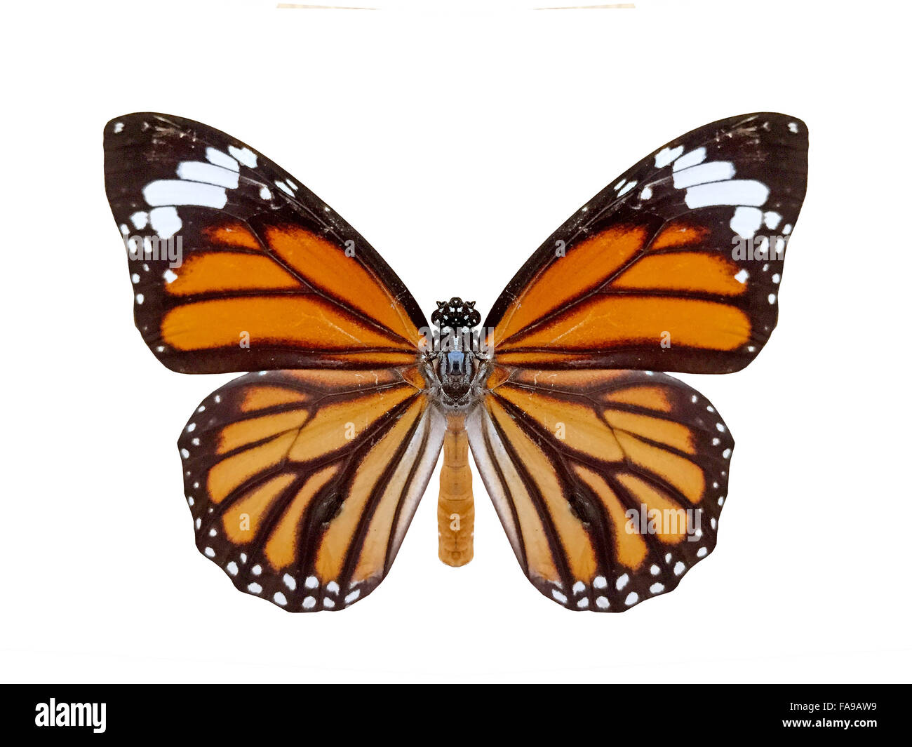 Butterfly isolated on white background Stock Photo - Alamy