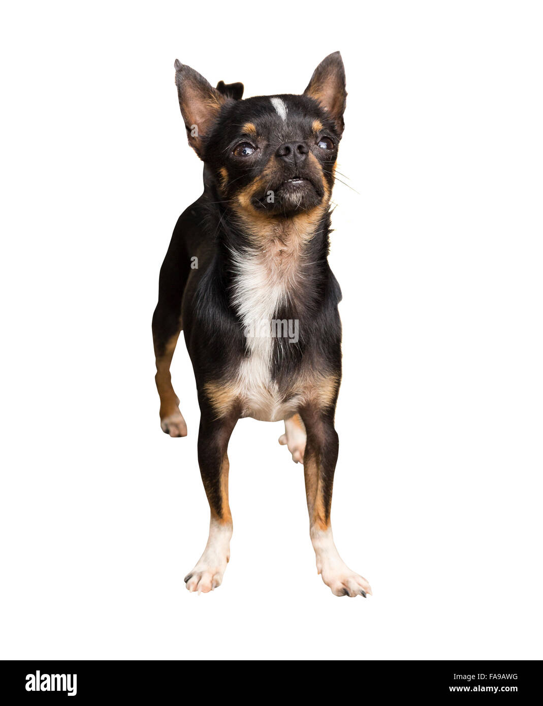 Chihuahua dog isolated on white background Stock Photo