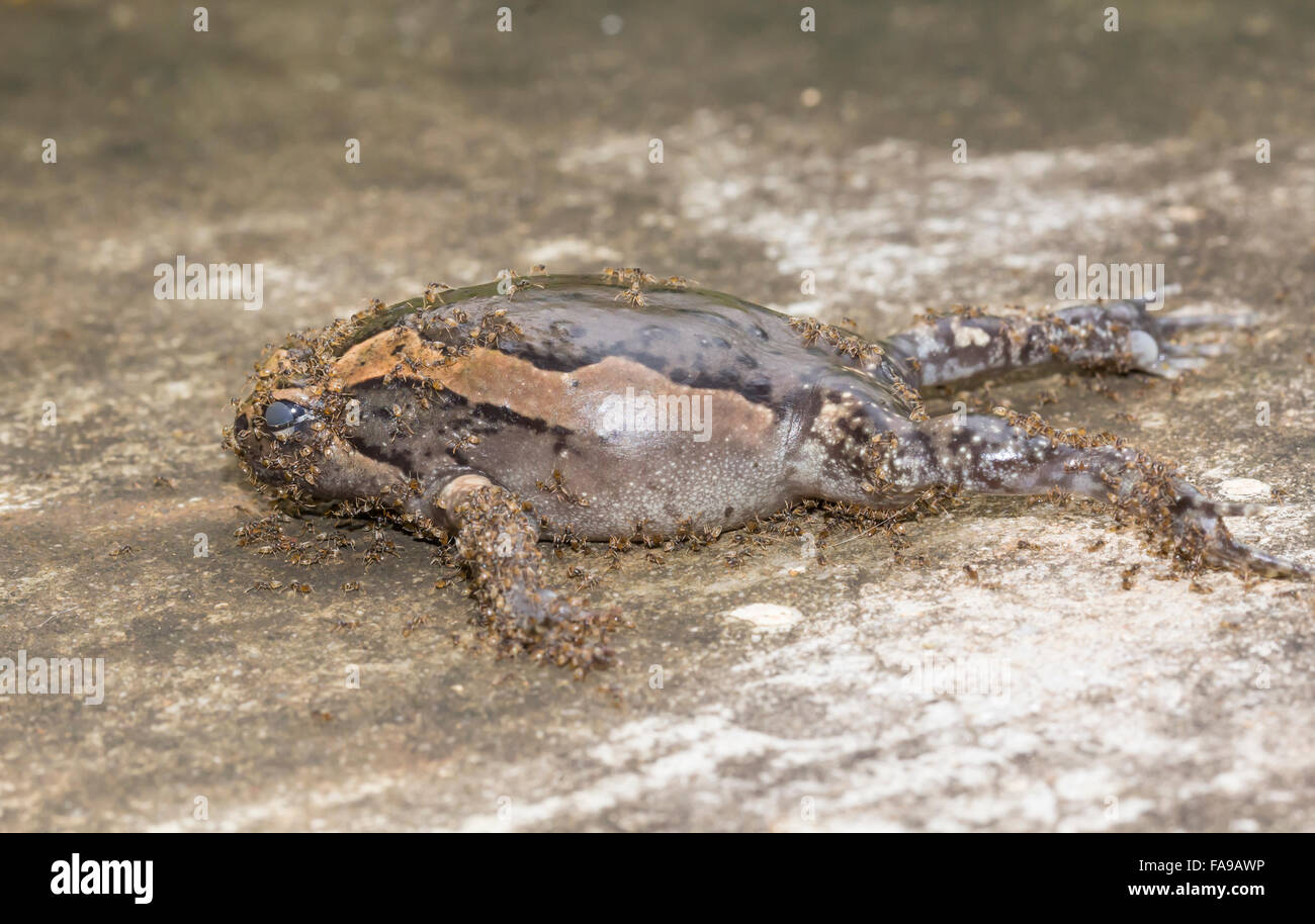 Ant eat dead bullfrog Stock Photo Alamy