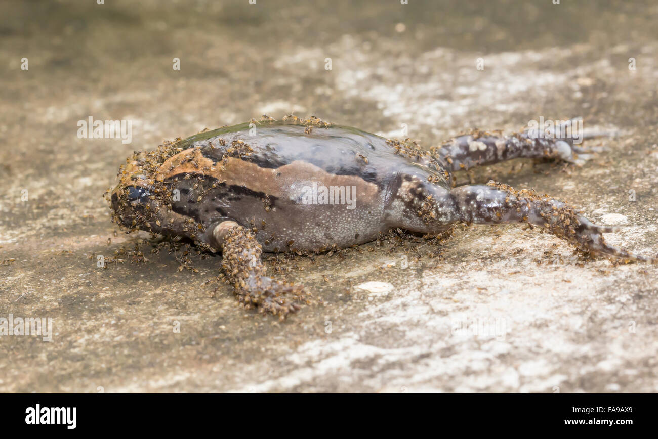 Ant eat dead bullfrog Stock Photo Alamy