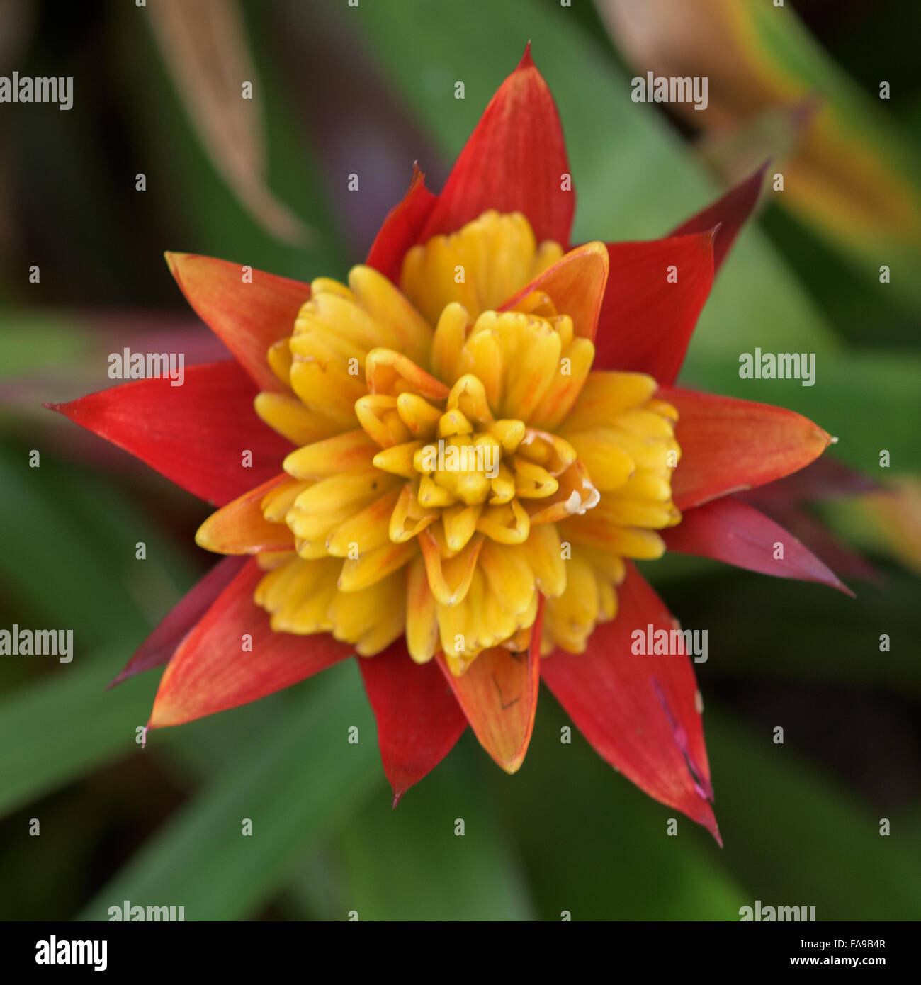Page 4 Yellow Flowers Meaning High Resolution Stock Photography And Images Alamy