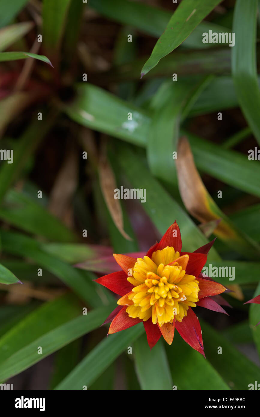 Flowers Play Diverse Role In Human Life Representing A Unique Meaning Stock Photo Alamy Flowers Play Diverse Role In Human Life Representing A Unique Meaning Stock Photo Alamy