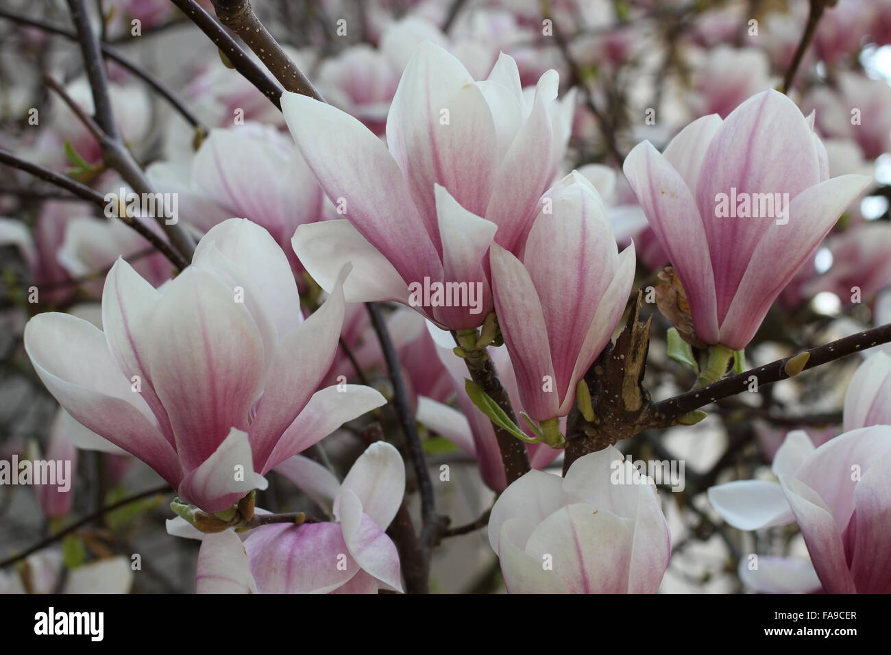 Blossoms of an Magnolia Tree in spring time Stock Photo
