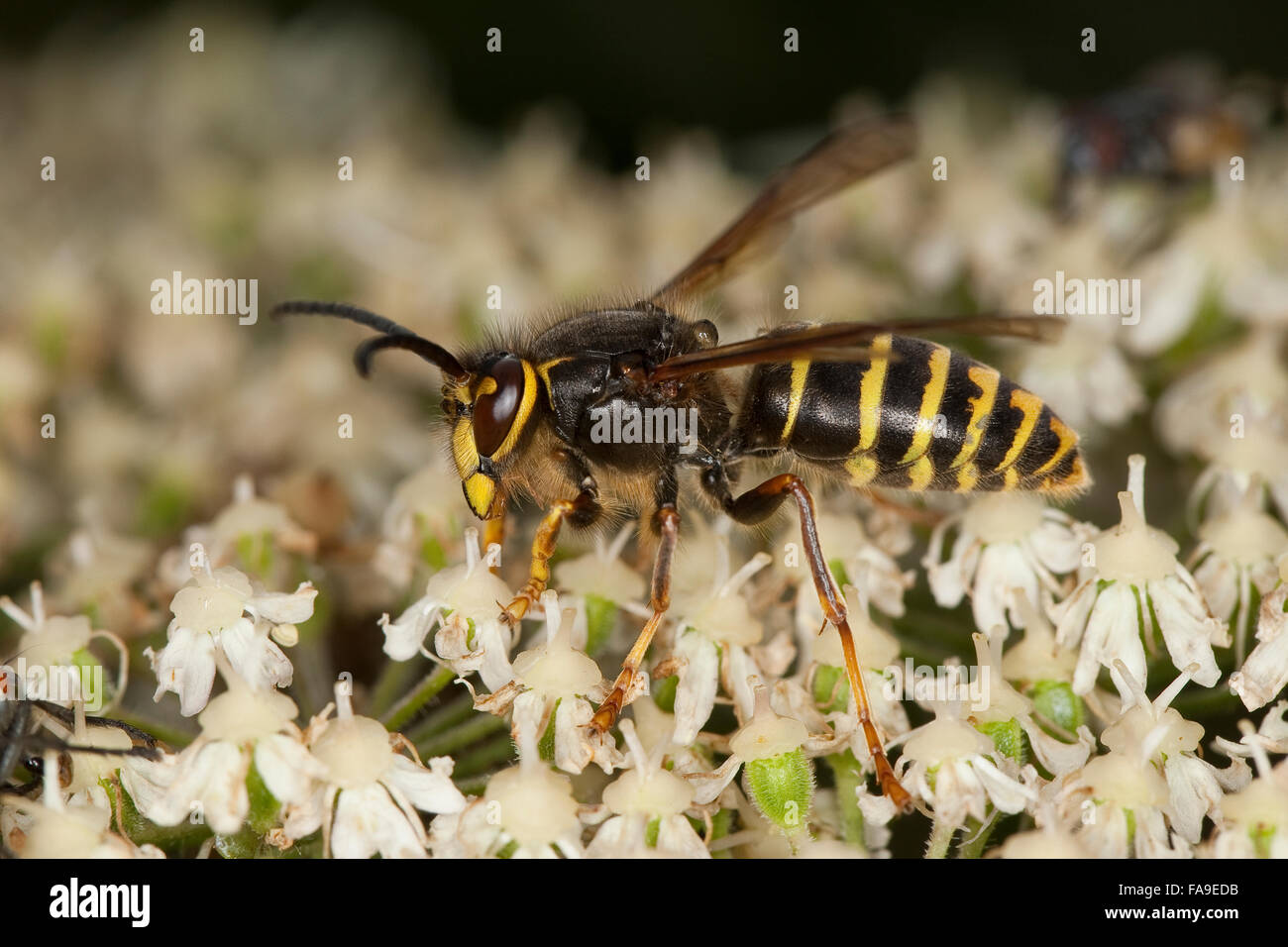 Median wasp, male, Mittlere Wespe, Kleine Hornisse, Männchen, Dolichovespula media, Langkopfwespen, Langkopfwespe, Vespidae Stock Photo