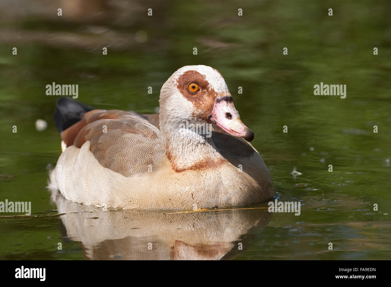 Egyptian Goose, Nilgans, Nil-Gans, Alopochen aegyptiacus, Oie d'Égypte Stock Photo