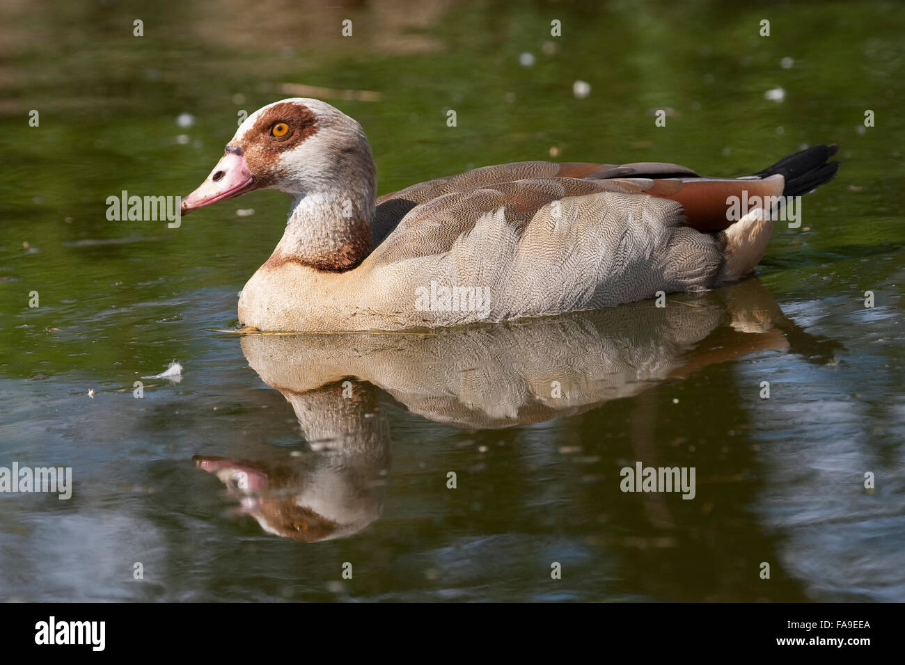 Egyptian Goose, Nilgans, Nil-Gans, Alopochen aegyptiacus, Oie d'Égypte Stock Photo