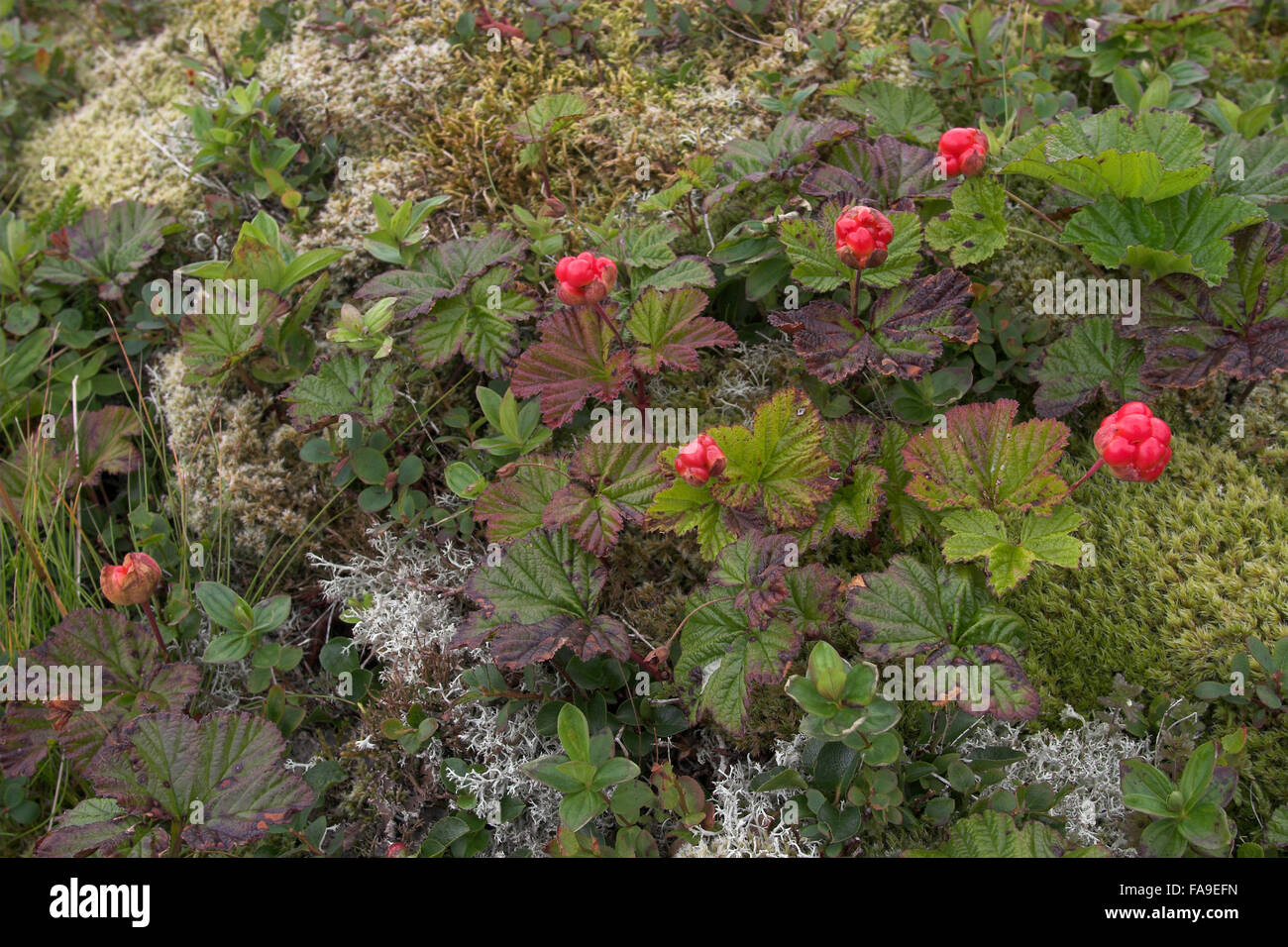 Cloudberry, bakeapple, knotberry, knoutberry, Moltebeere, Molte-Beere, Multebeere, Multbeere, Torfbeere, Rubus chamaemorus Stock Photo