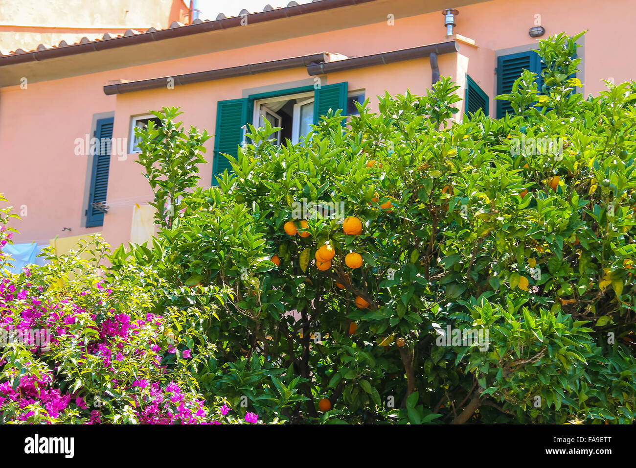 Elba island italy orange tree hires stock photography and images Alamy