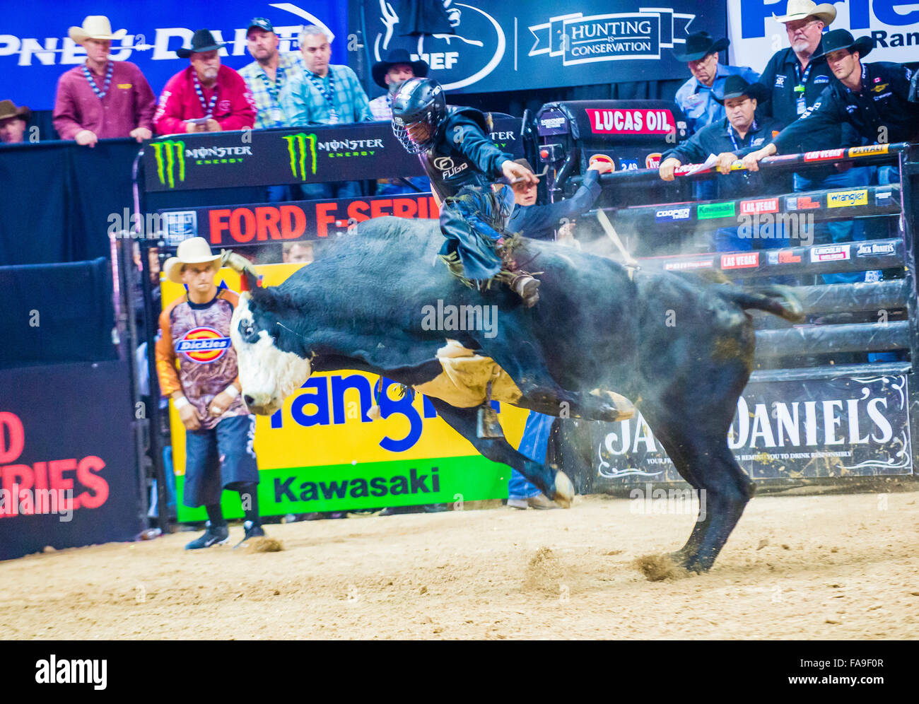 Cowboy Participating in the PBR bull riding world finals. The bull