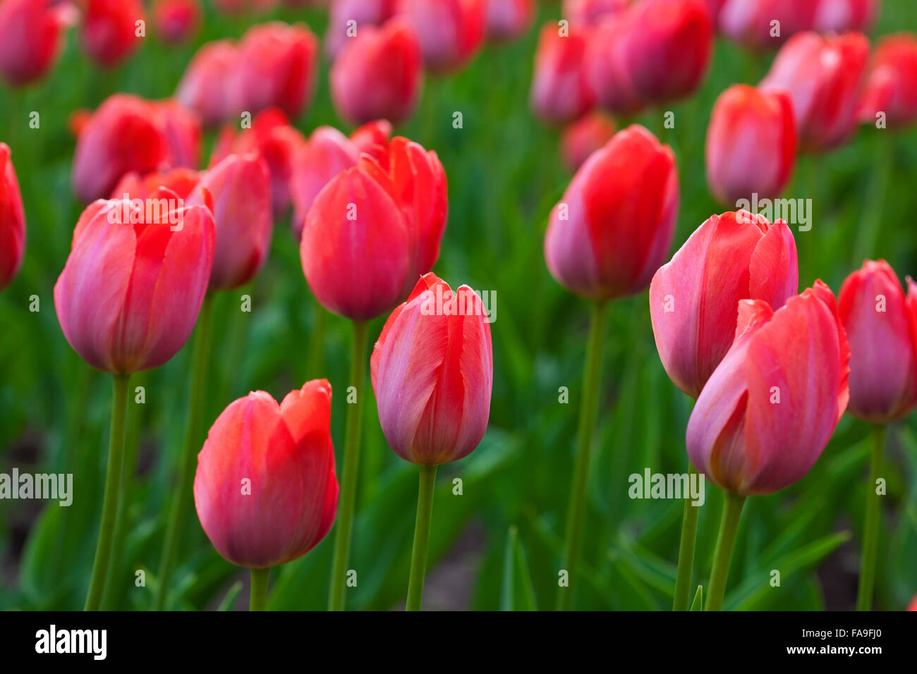 Red tulips field in spring Stock Photo - Alamy