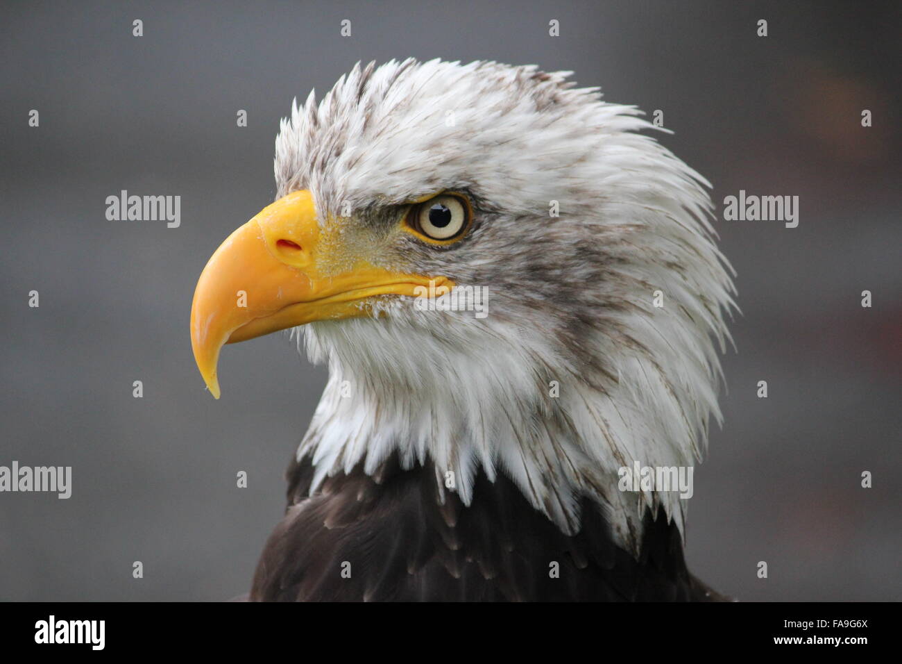 portrait of a white head eagle Stock Photo