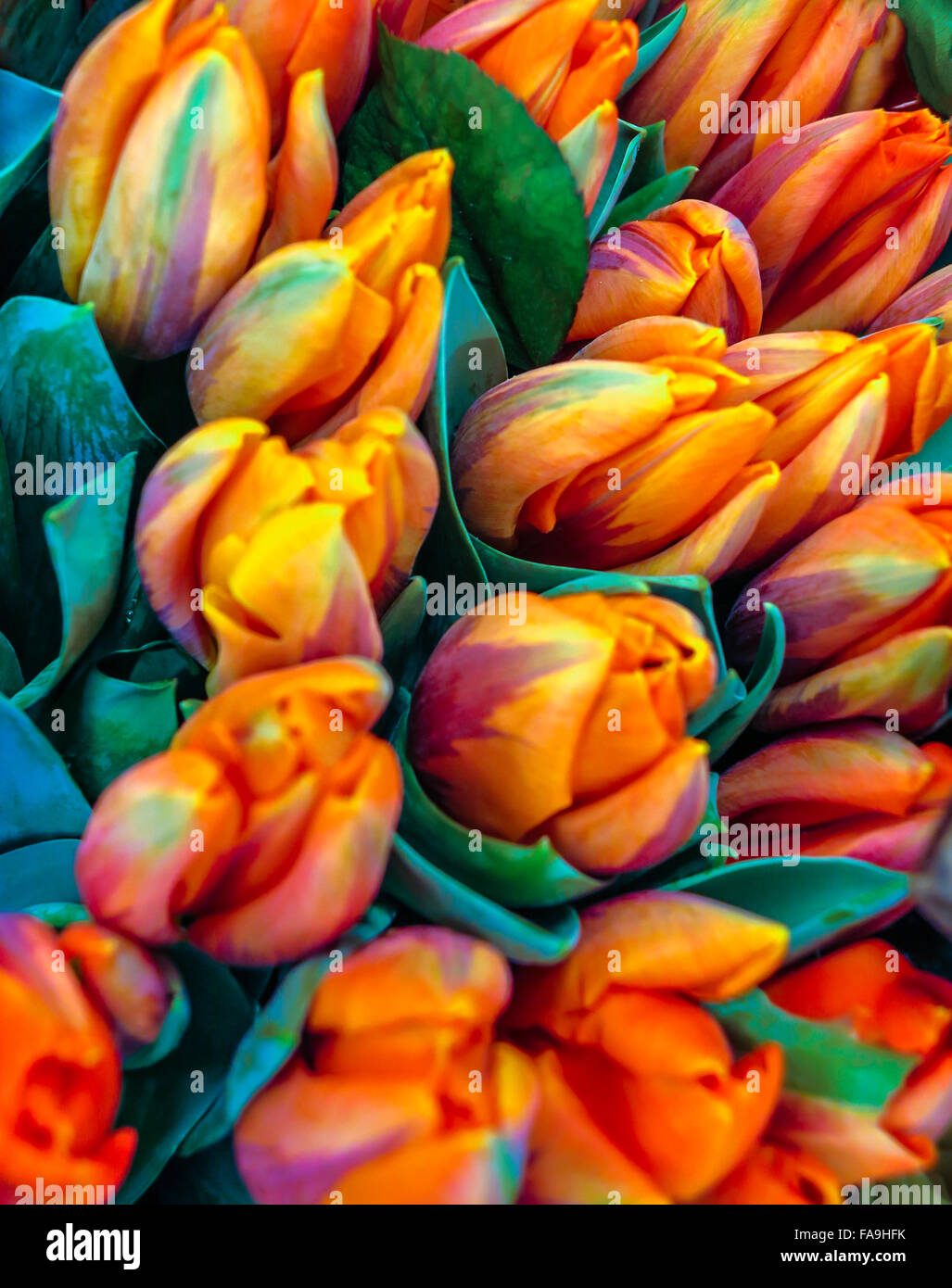 Multicolored tulips Stock Photo