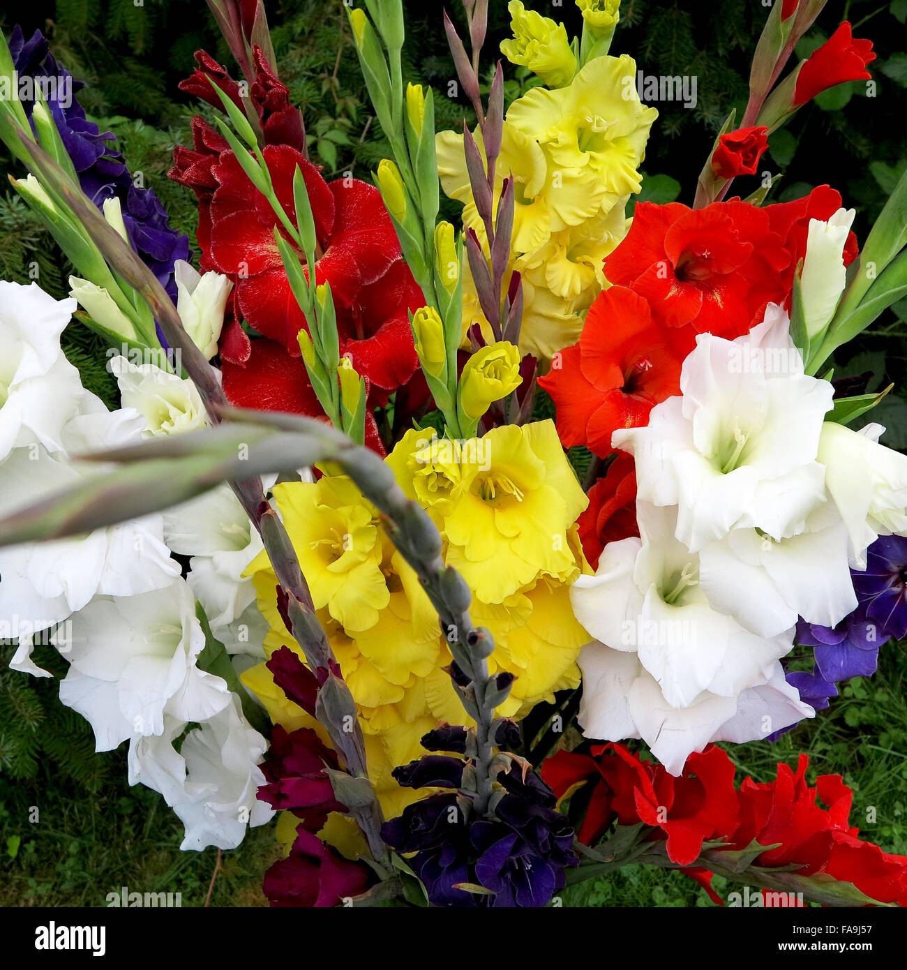 Bouquet of multicolored gladiolus flowers Stock Photo