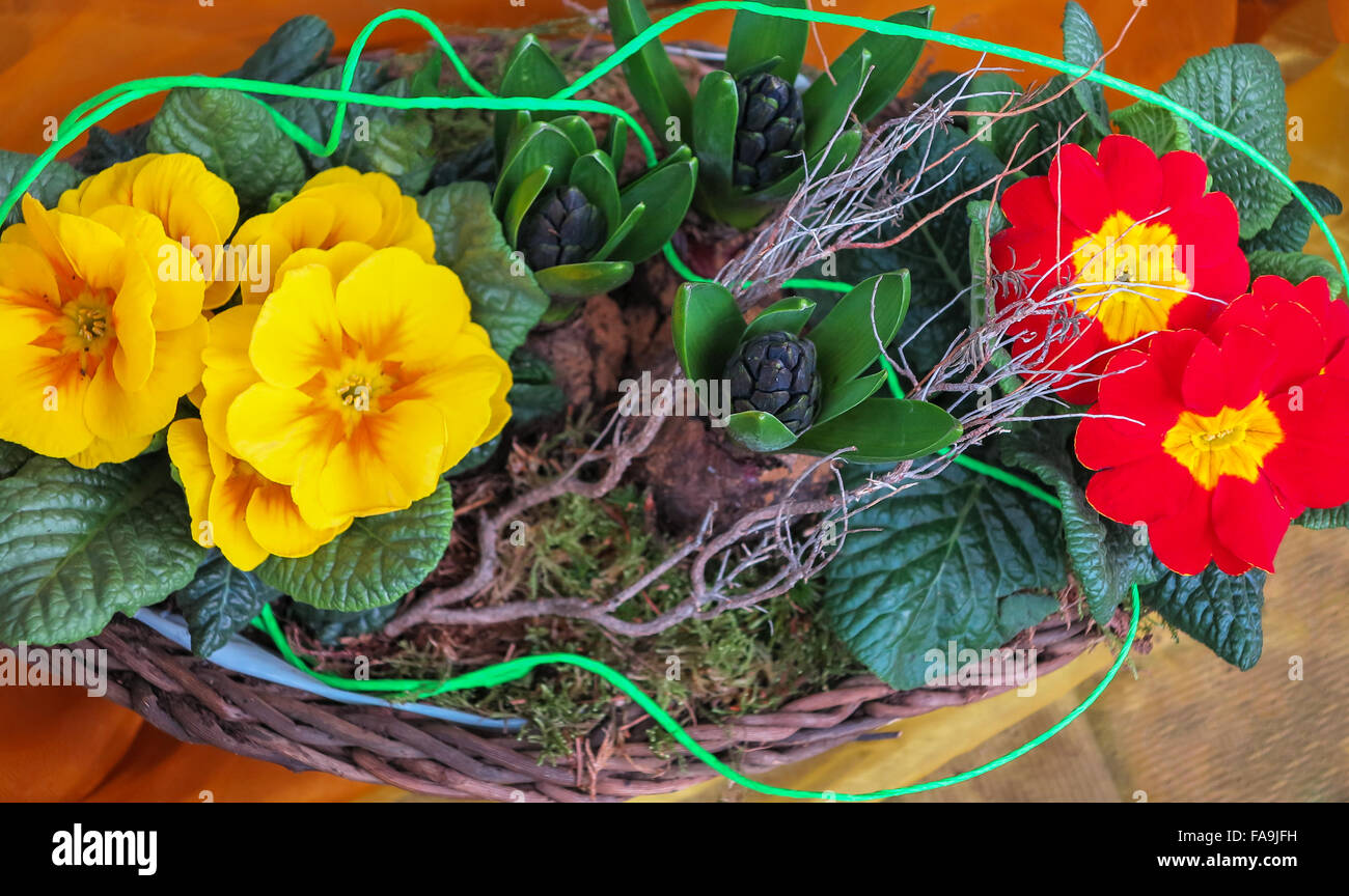 Yellow and red Primula flowers in small wicker basket Stock Photo