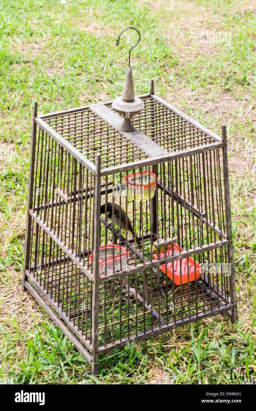 Thai birdcage hi-res stock photography and images - Alamy