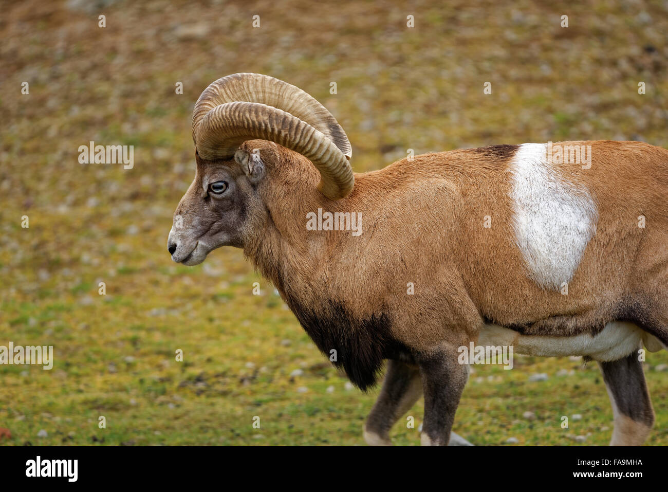 Mouflon (Ovis aries gmelini) is a subspecies group of the wild sheep Ovis orientalis. Stock Photo