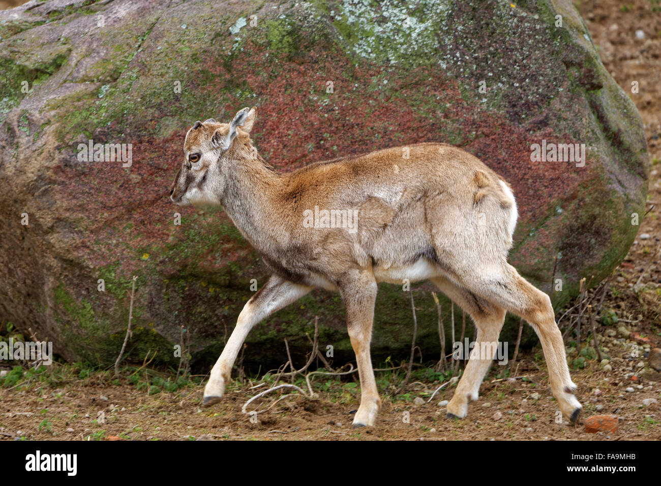 Juvenile mouflon (Ovis aries gmelini) is a subspecies group of the wild sheep Ovis orientalis. Stock Photo