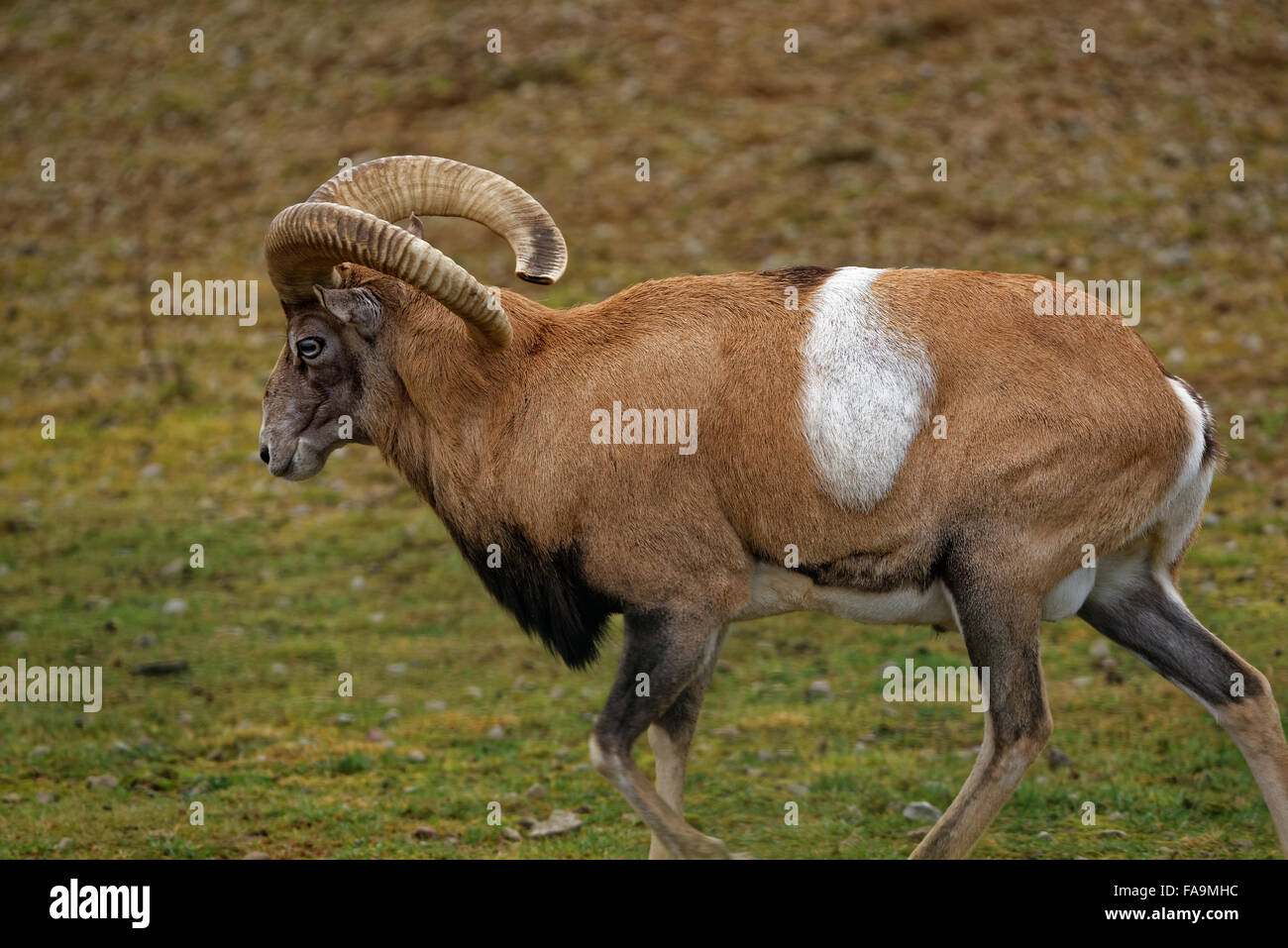 Mouflon (Ovis aries gmelini) is a subspecies group of the wild sheep Ovis orientalis. Stock Photo