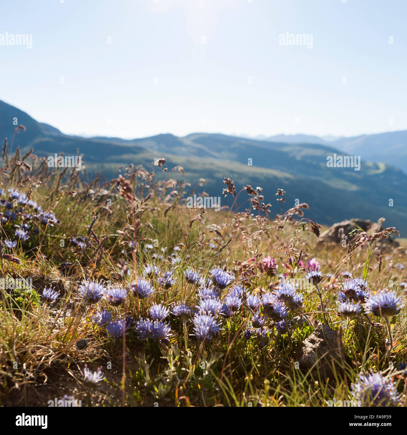 Flowers of the Pyrenees Stock Photo