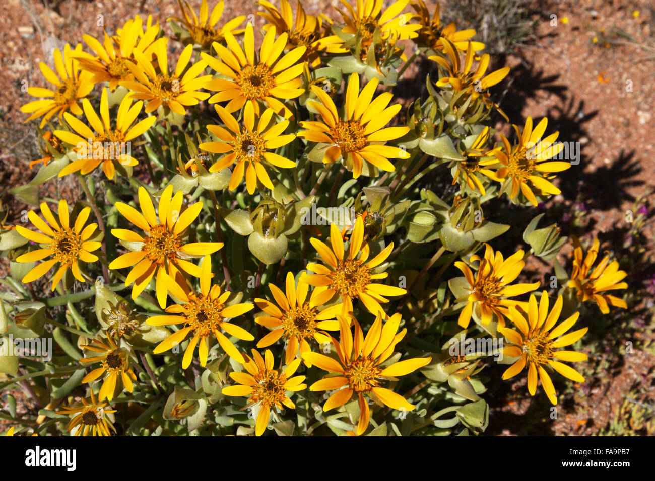 Yellow Daisy Didelta carnosa Namaqualand Northern Cape South Africa Stock Photo