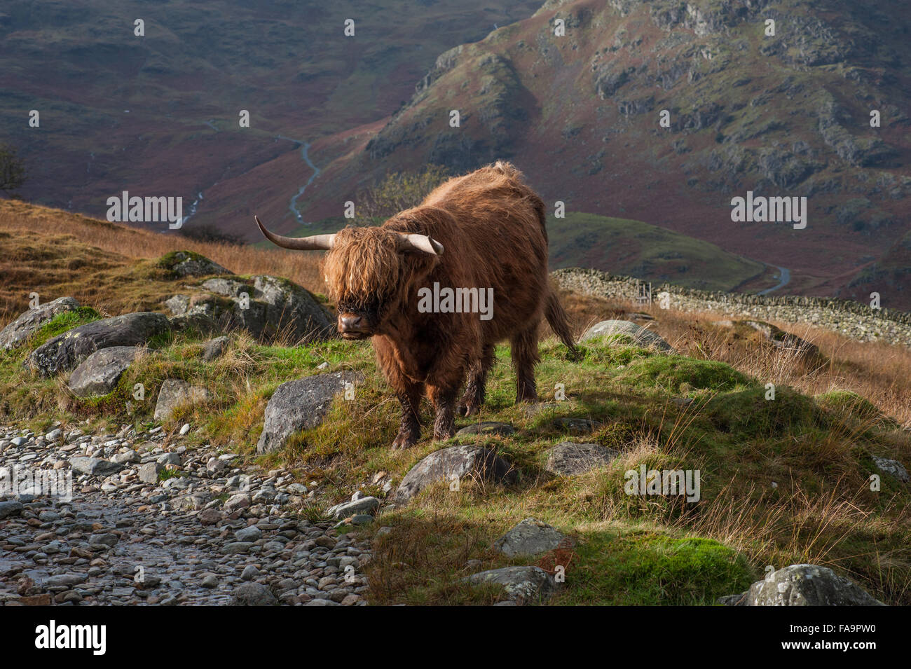 Highland cattle lake district hi-res stock photography and images - Alamy