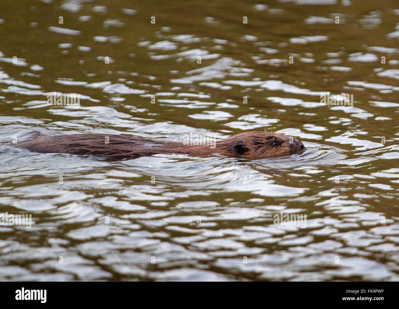 Eurasian beaver (Castor fiber) swimming Stock Photo