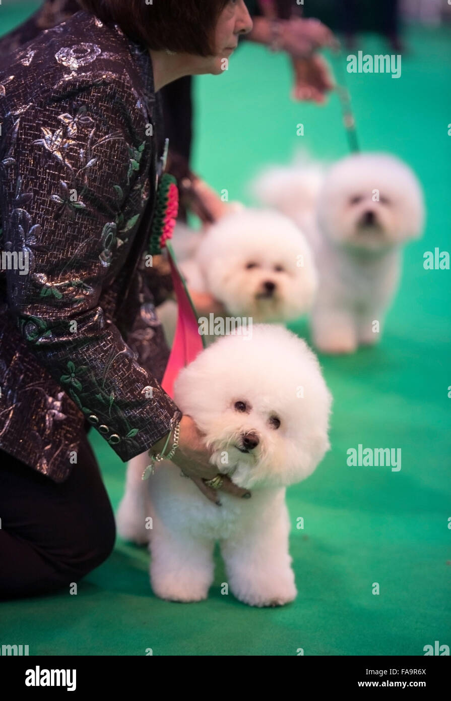 Crufts dog show at the NEC, Birmingham - Bichon Frise dogs showing in the Breeders Cup section UK 2015 Stock Photo