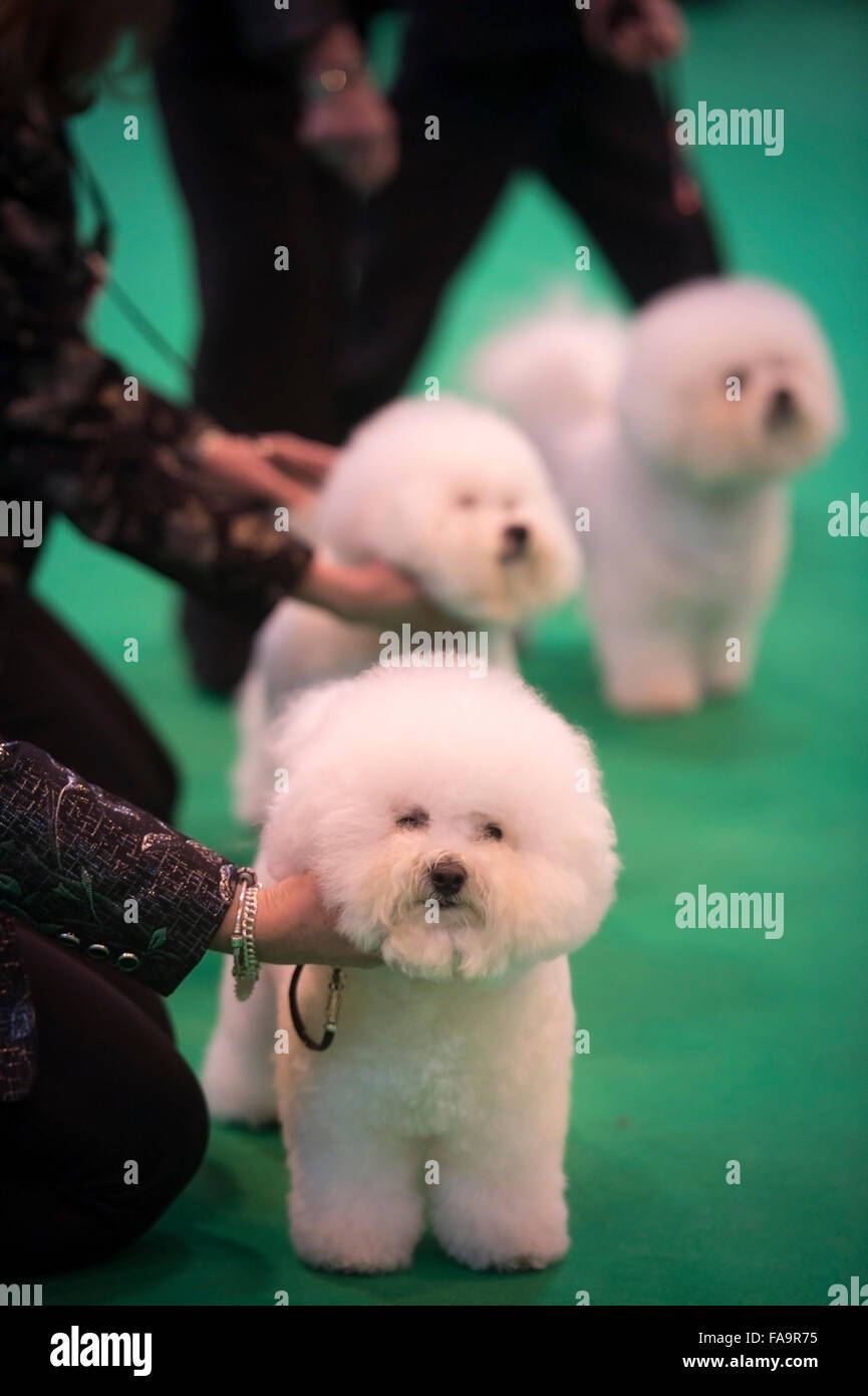 Crufts dog show at the NEC, Birmingham - Bichon Frise dogs showing in the Breeders Cup section UK 2015 Stock Photo