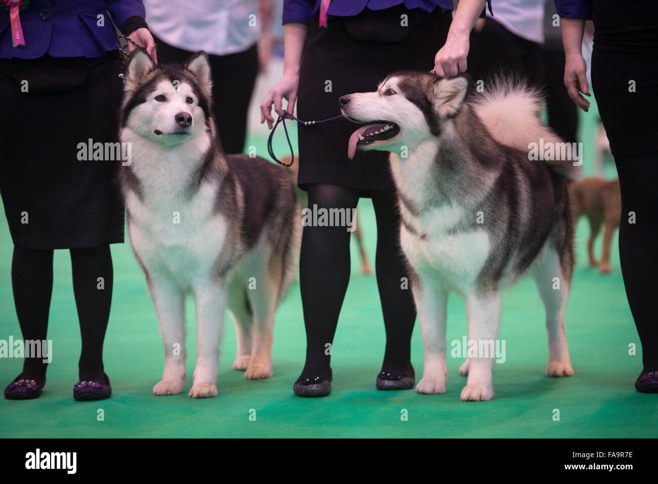 Crufts dog show at the NEC, Birmingham - Siberian Husky dogs showing in the Breeders Cup section UK 2015 Stock Photo