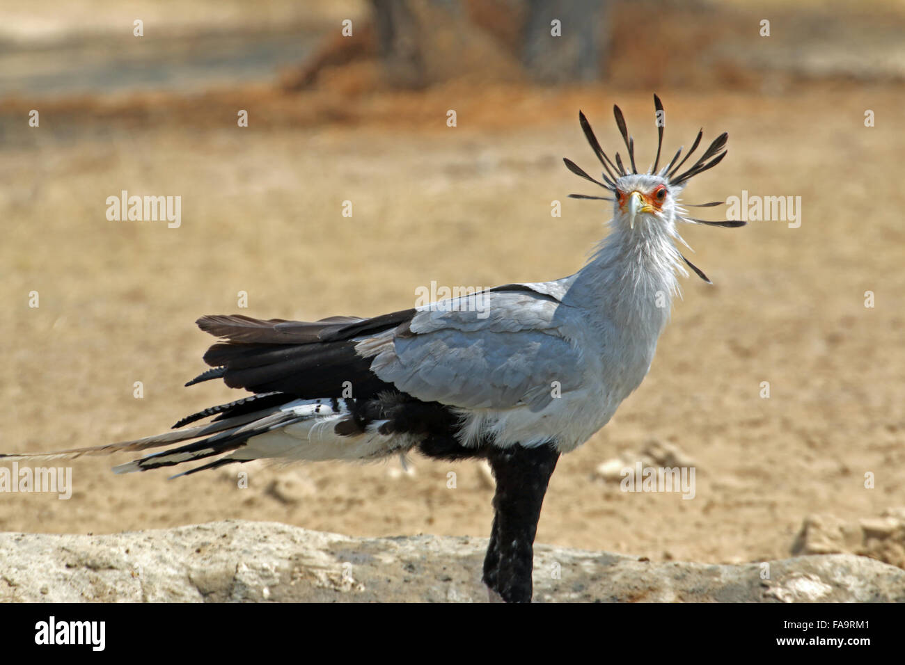 Secretary Bird with crested feathers spread out in the desert at the Kgalagadi Transfrontier National Park Northern Cape South Africa Stock Photo