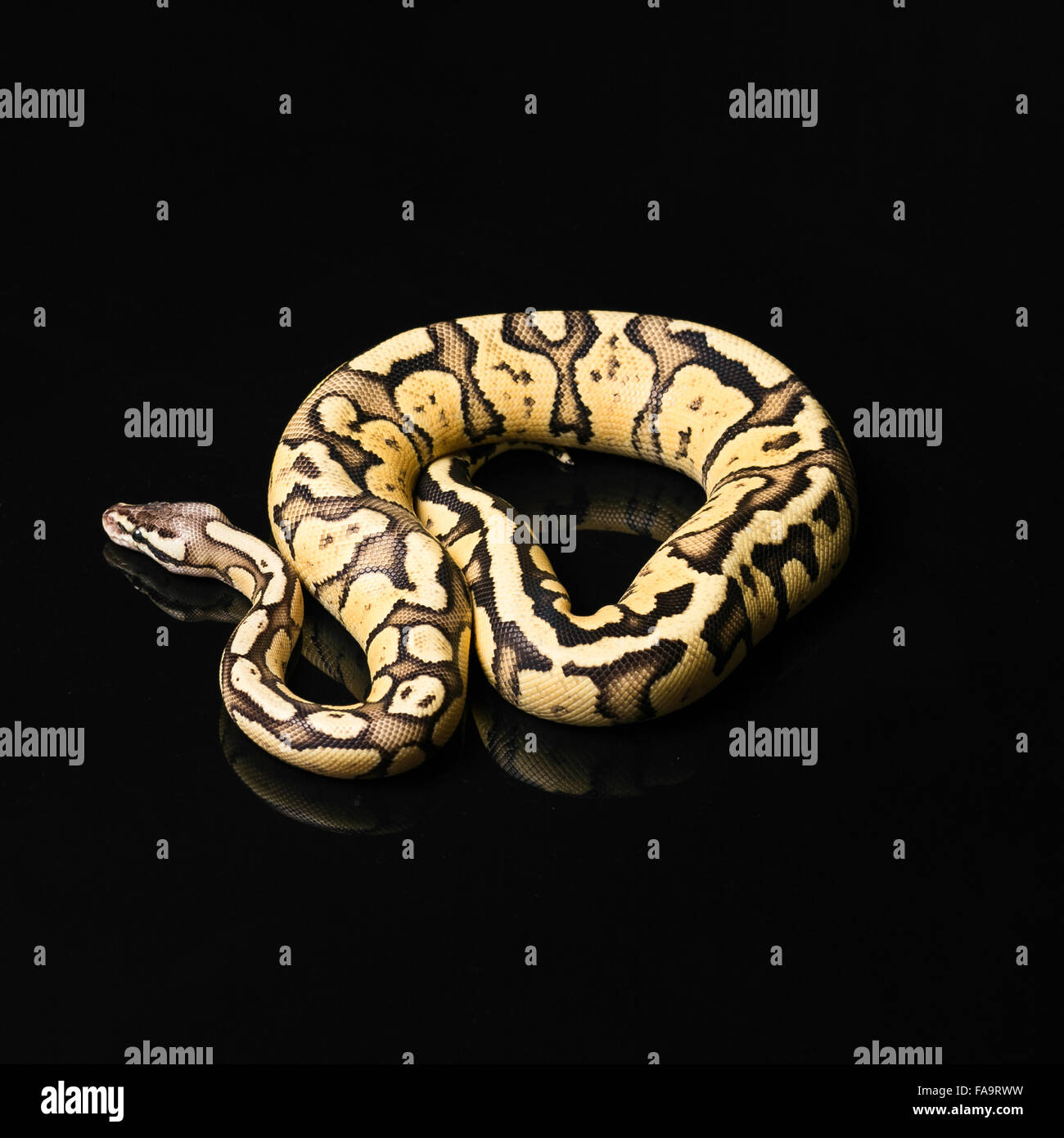 Axanthic Firefly Ball Python