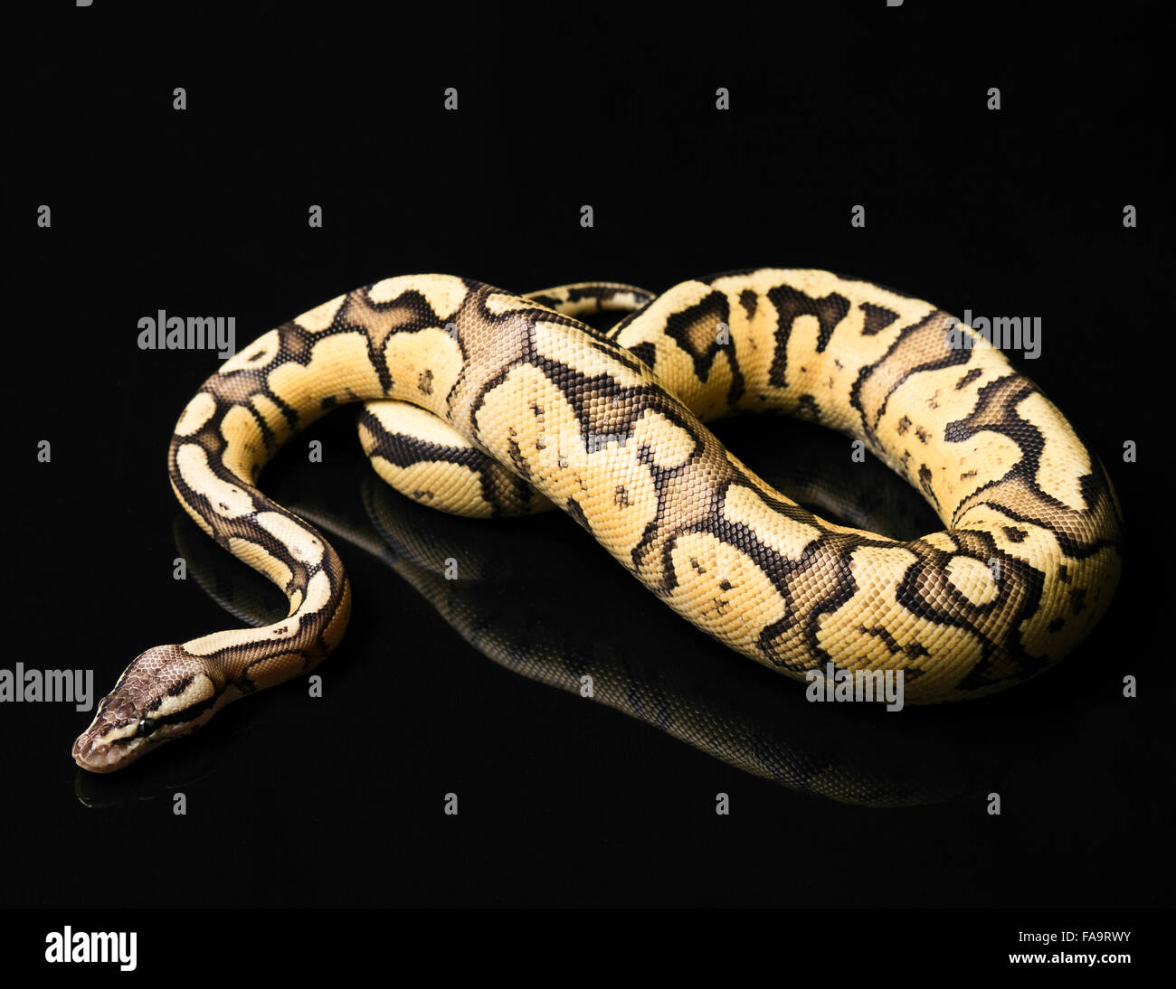 Female Ball Python. Firefly Morph or Mutation Stock Photo Alamy