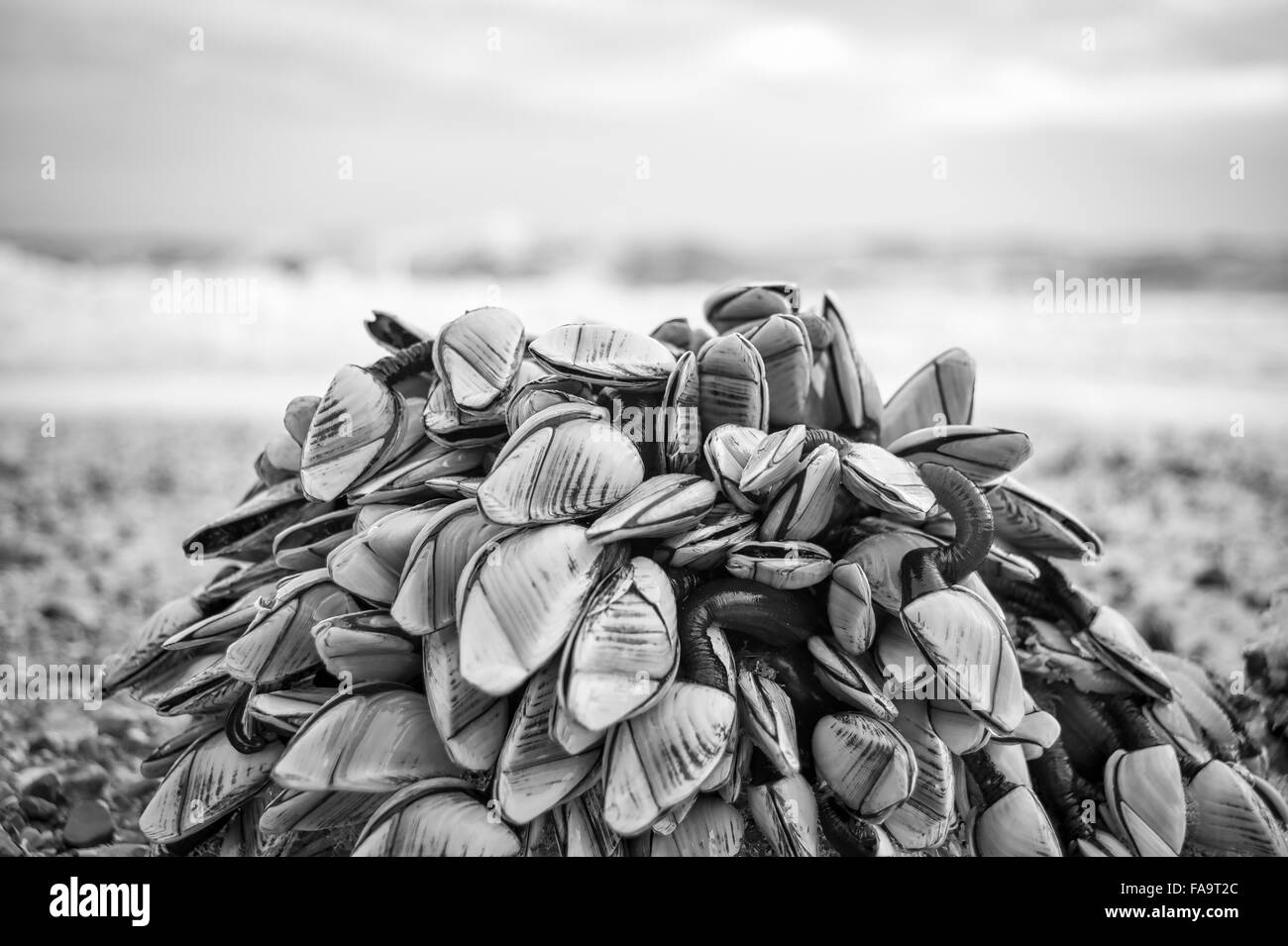 cluster of mussels washed up on the beach Stock Photo