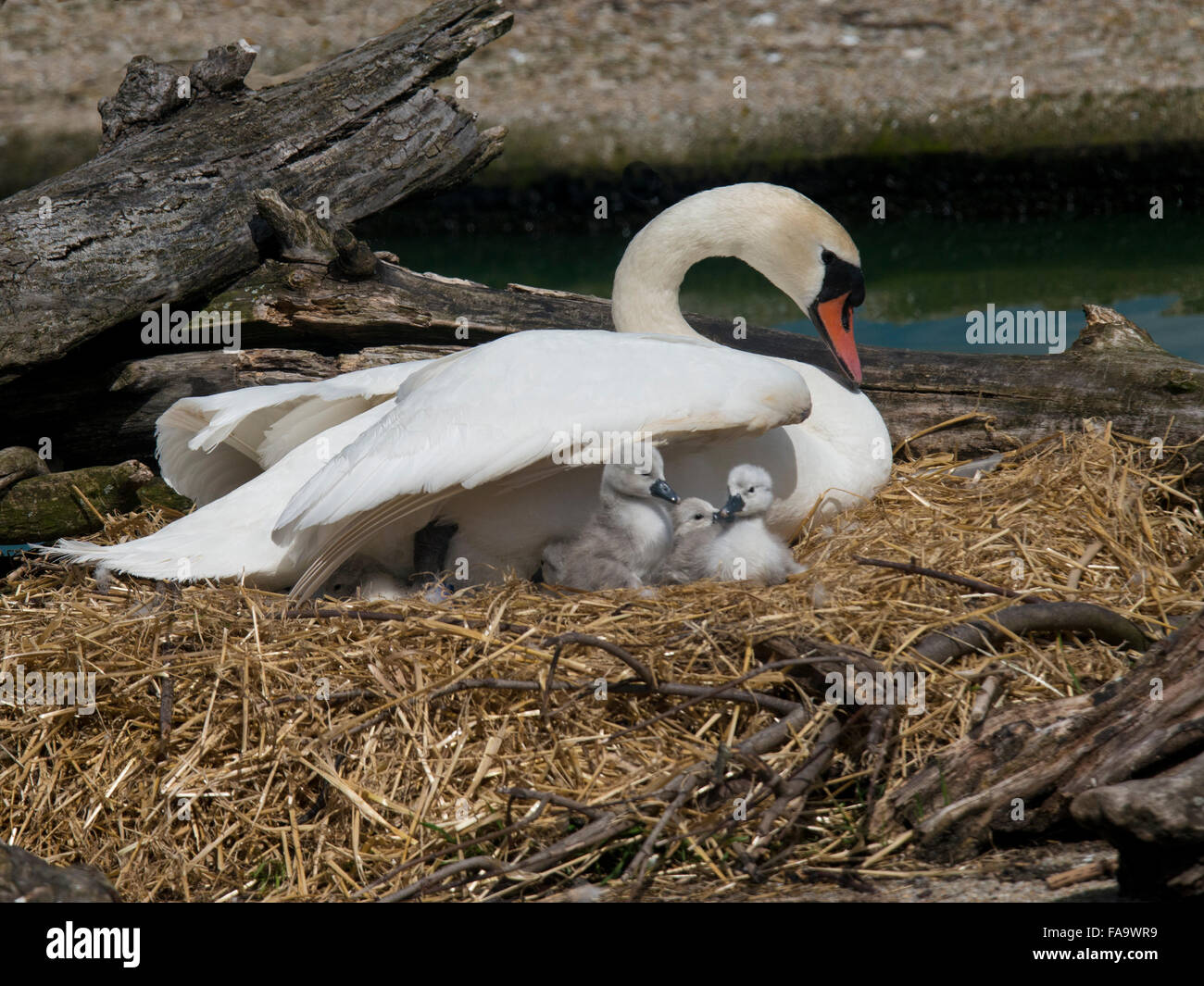 Mute swan ( cygnus olor ) and cygnets,. Stock Photo