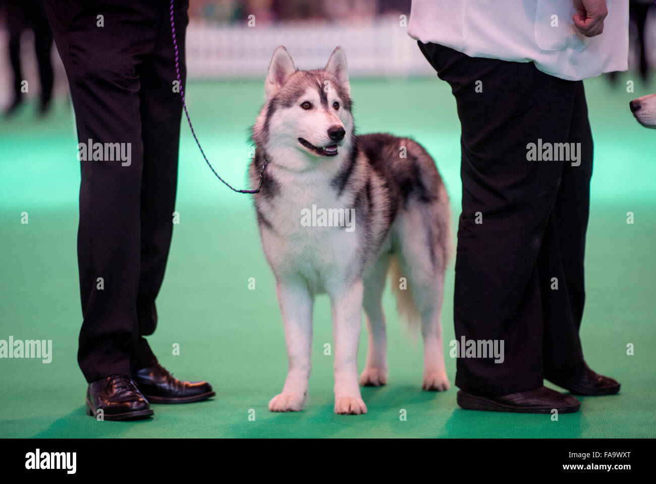 Crufts dog show at the NEC, Birmingham - a Siberian Husky dog showing in the Breeders Cup section UK 2015 Stock Photo
