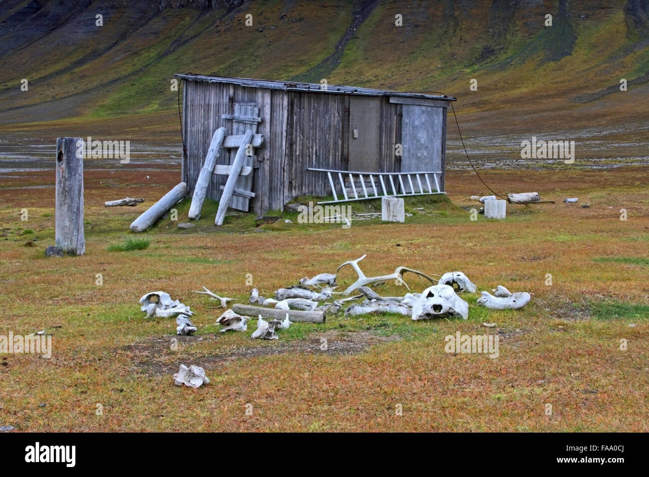 Remnants of the trapping industry outside a trapper's cabin, Spitsbergen, Svalbard Stock Photo
