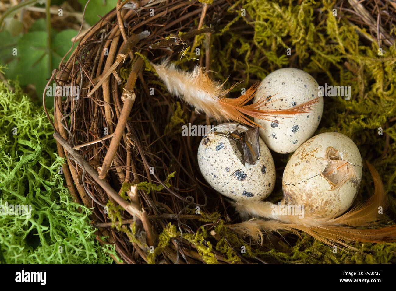 Hatching eggs in a bird's nest with small holes in them Stock Photo - Alamy