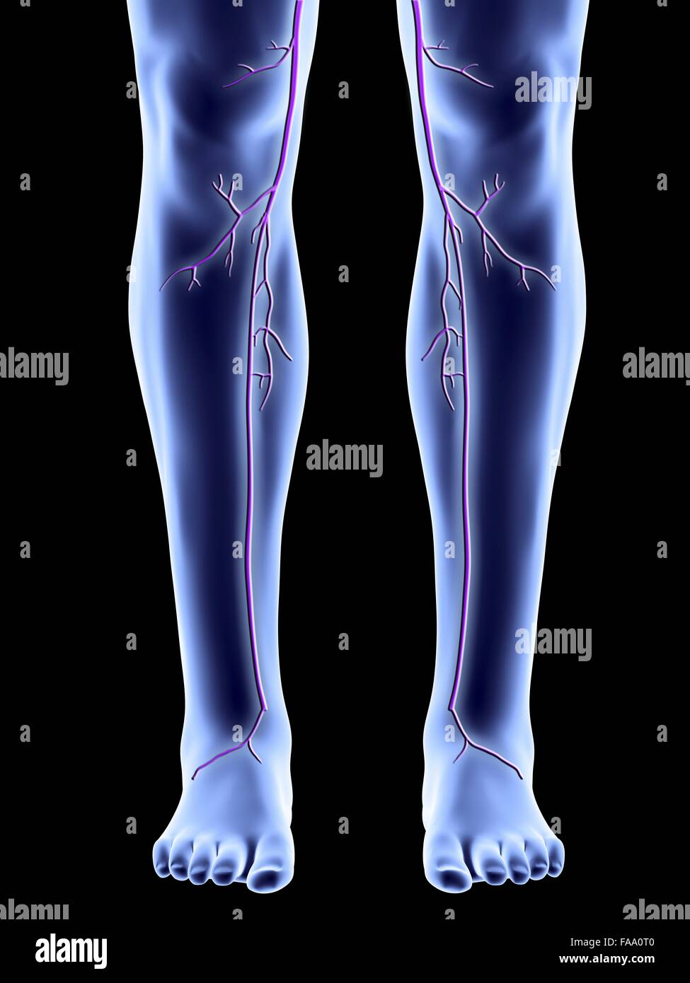 Computer artwork of legs showing the great saphenous vein. Stock Photo