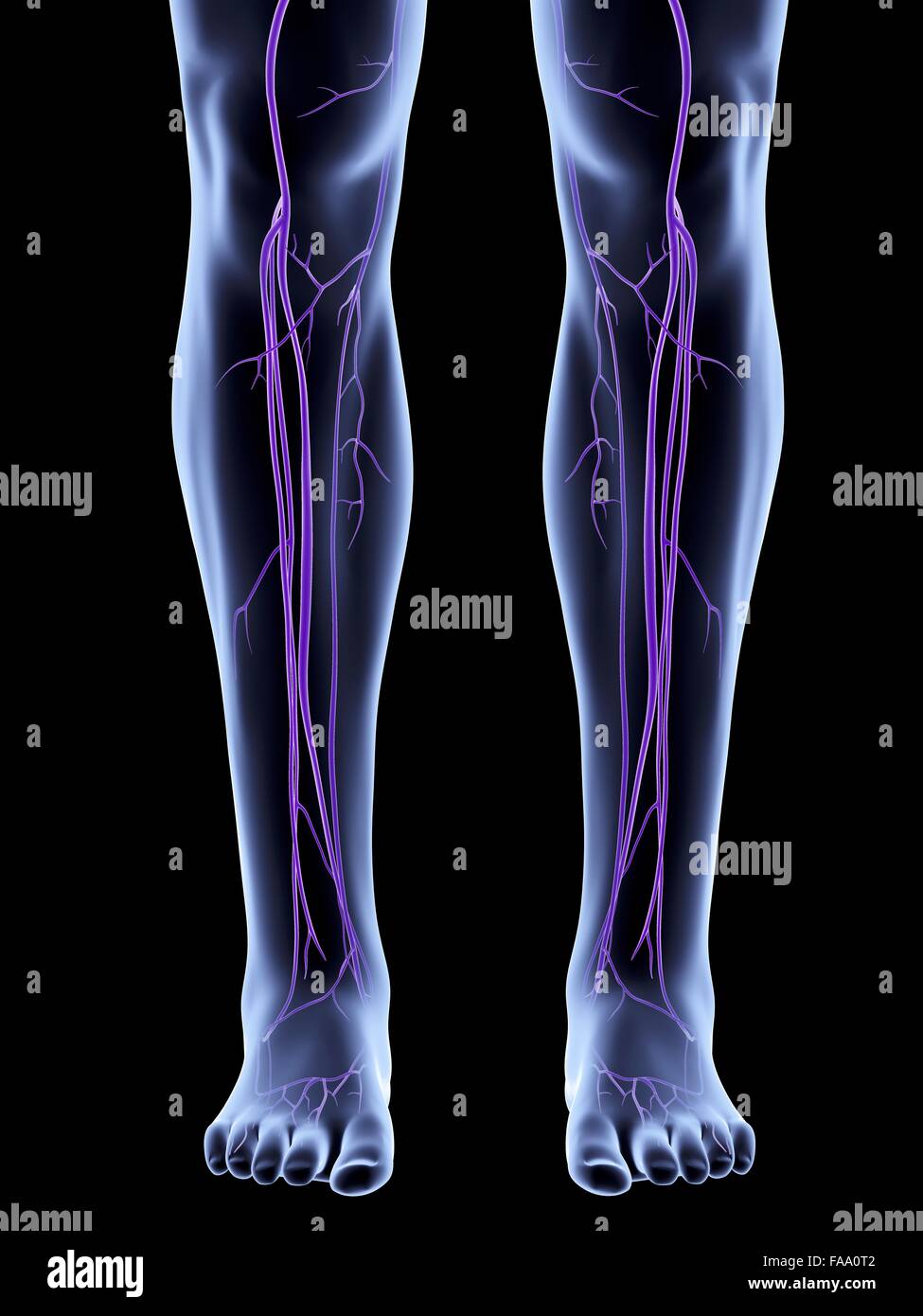 Computer artwork of legs showing the venous system. Stock Photo