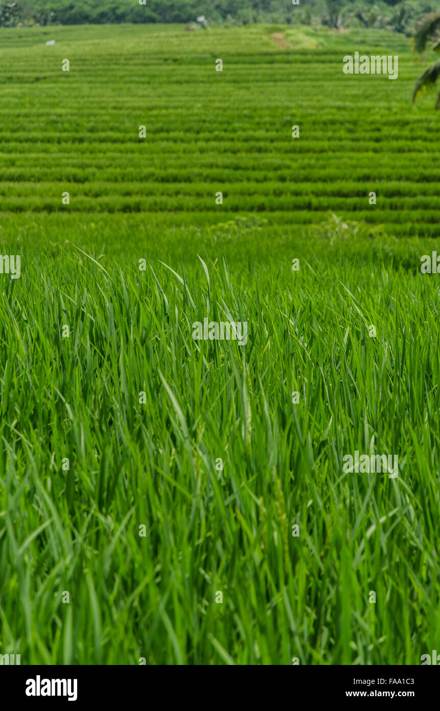 rice field Stock Photo