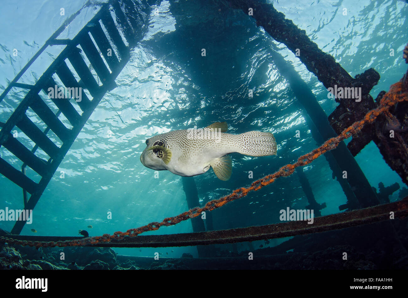 white-spotted puffer, Arothron hispidus, swimming under jetty, Red Sea, Egypt Stock Photo