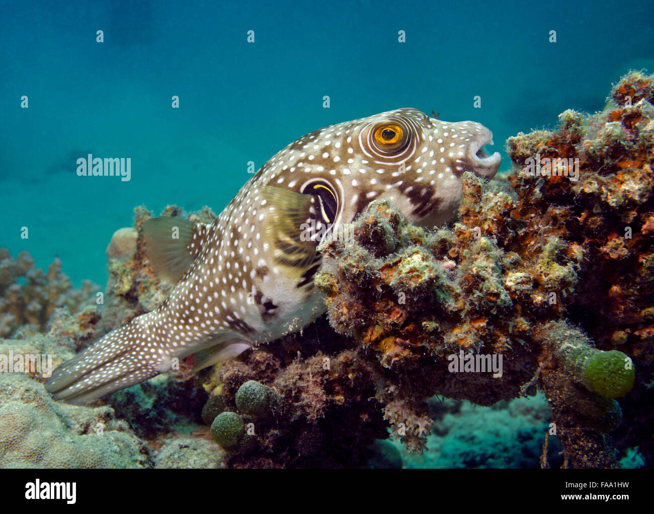 white-spotted puffer, Arothron hispidus, perched on coral reef, Red Sea, Egypt Stock Photo