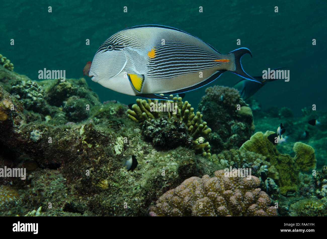 sohal surgeonfish, Acanthurus sohal, swimming over coral reef, Marsa Alam, Egypt Stock Photo