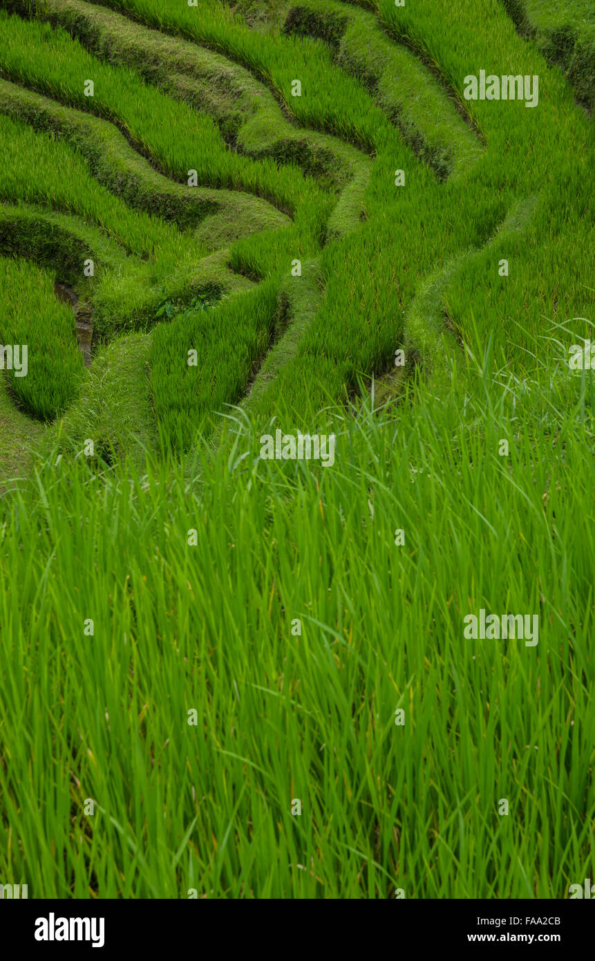 rice field Bali Indonesia Stock Photo