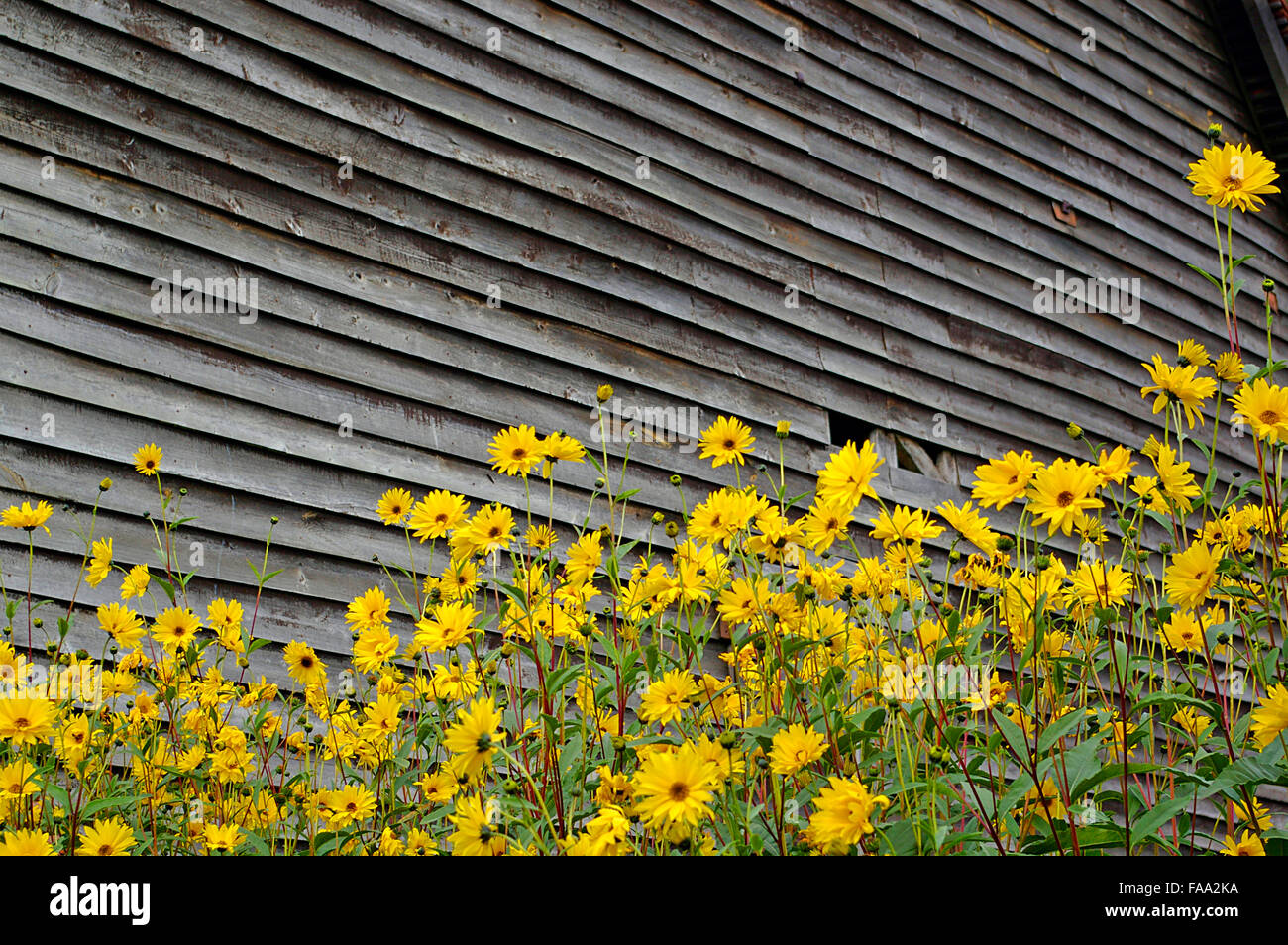 Wild flowers growing by a barn Stock Photo