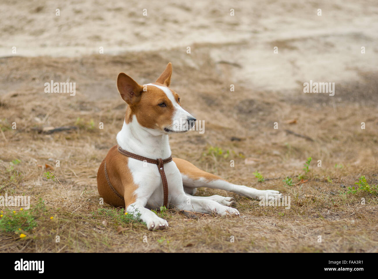 Majestic basenji dog resting on the ground Stock Photo - Alamy