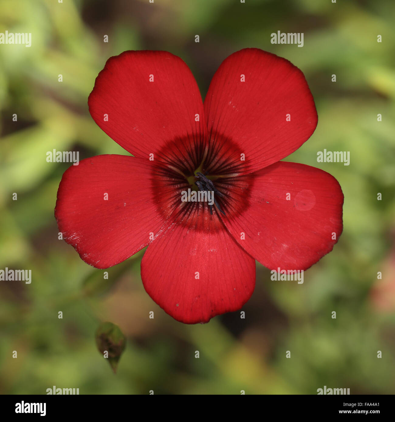 Flowering Flax or Red Flax, (Linum grandiflorum var 'Rubrum'), a garden cultivar. Stock Photo
